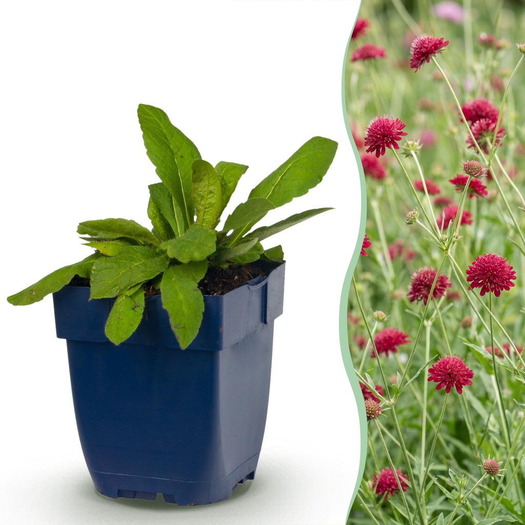 Stauden - Knautia macedonica - Wiesenknöterich - Bienen- und Schmetterlingsanzieher - Dunkelrot - 24 Pflanzen - Topf 11cm - Höhe 15-25cm