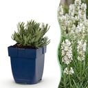 Lavendel (Lavandula angustifolia) – winterharte Duftpflanze, Höhe ca. 11 cm