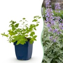 Katzenminze (Nepeta faassenii) – winterharte Duftstaude, Höhe ca. 11 cm