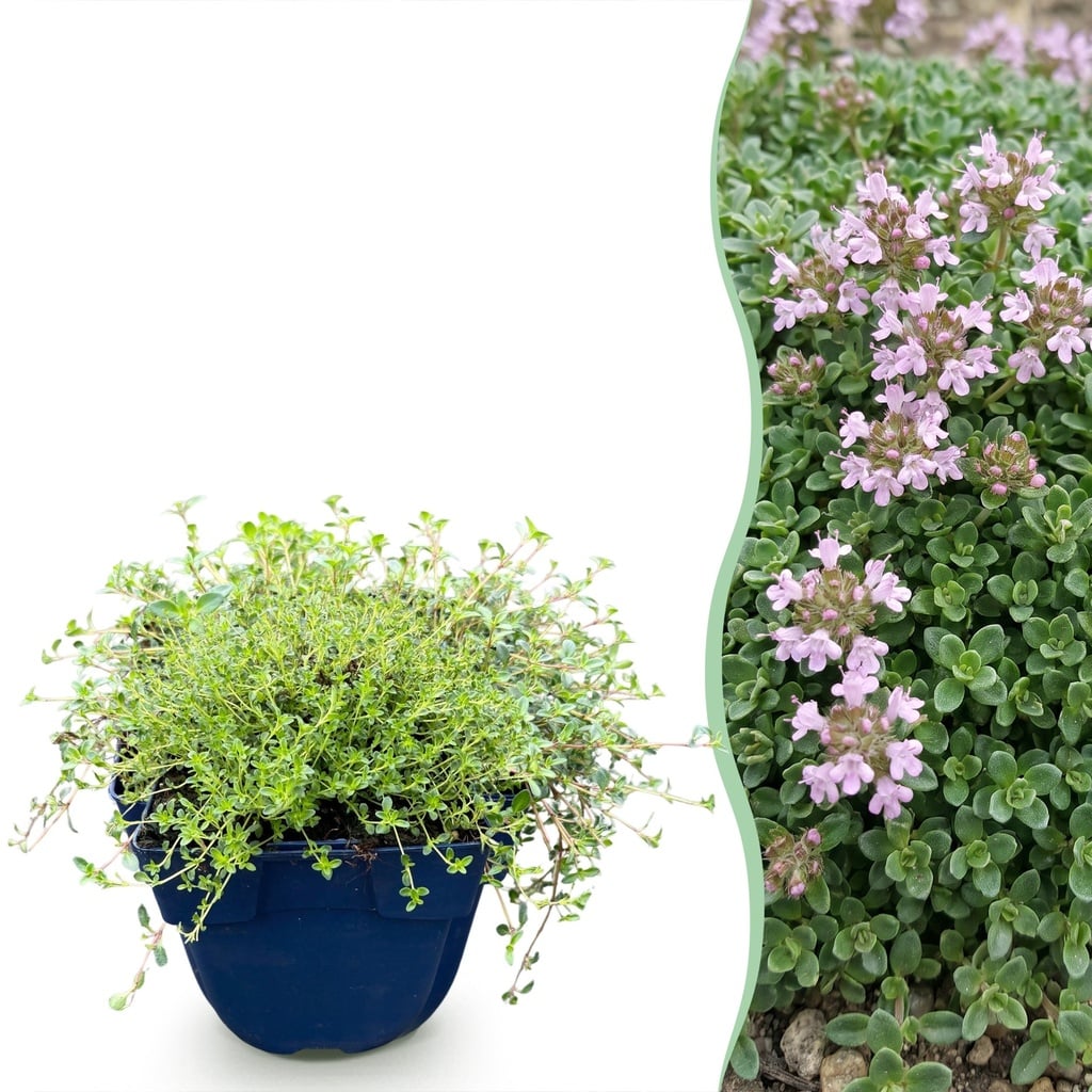 Frühblühender Thymian (Thymus praecox) – winterharte Bodendecker-Staude, Höhe ca. 11 cm