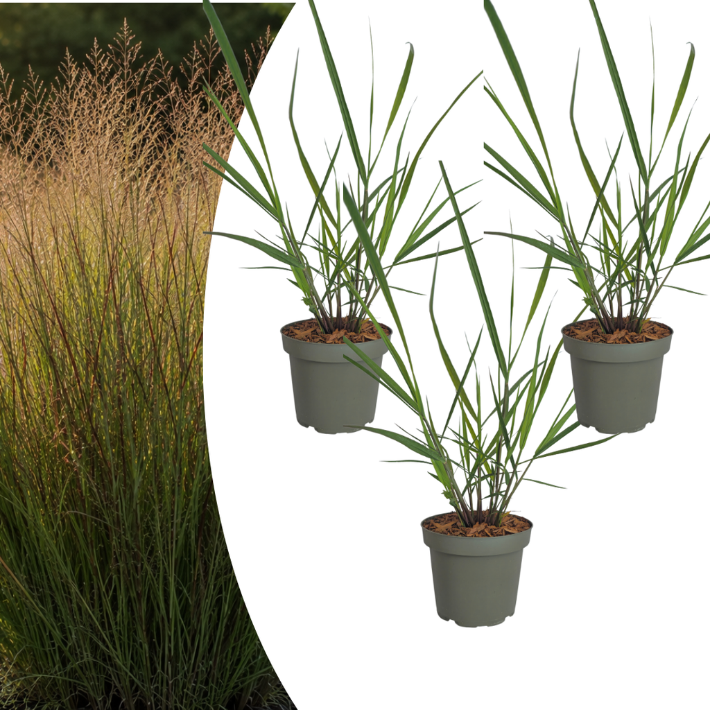 3x Panicum virgatum „Rotstrahlbusch“ – Ziergras mit warmen Herbstfarben | Topfgröße 12 cm