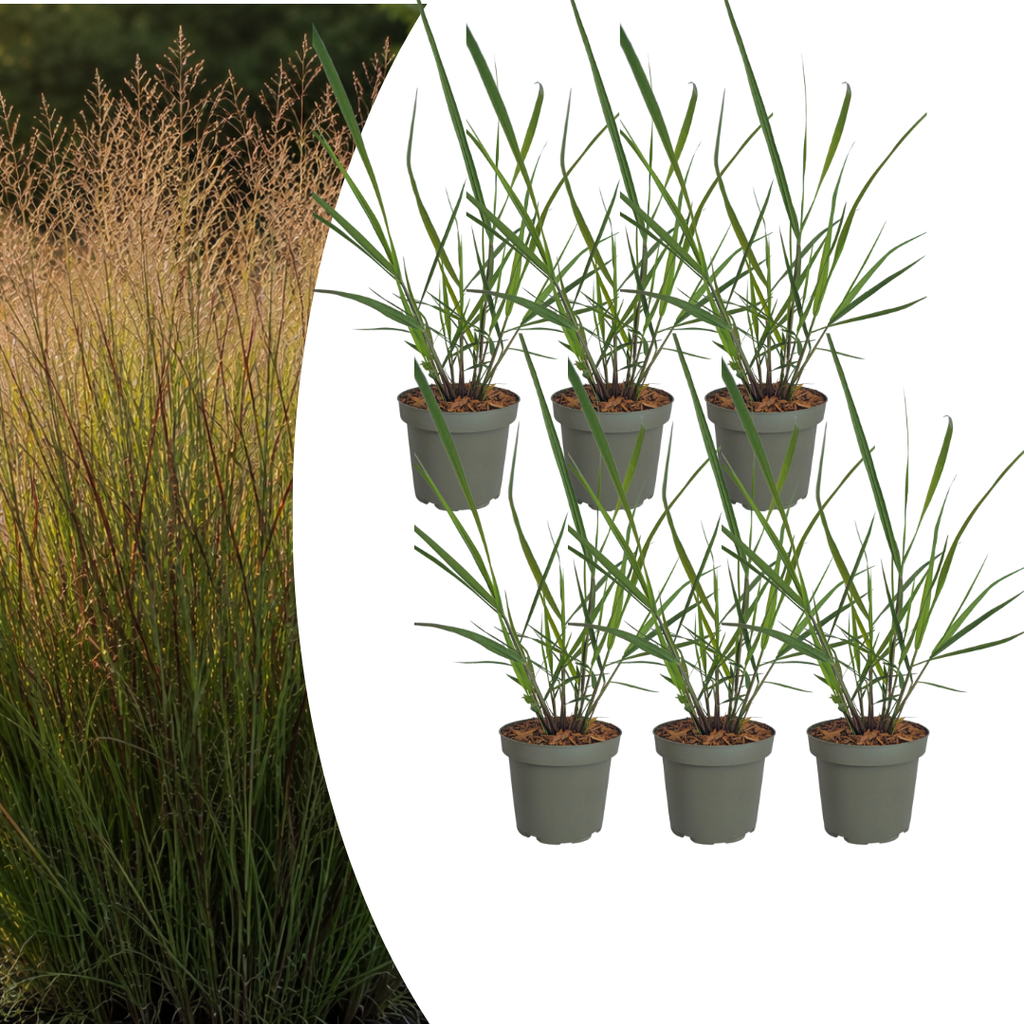 6x Panicum virgatum „Rotstrahlbusch“ – Ziergras mit warmen Herbstfarben | Topfgröße 12 cm