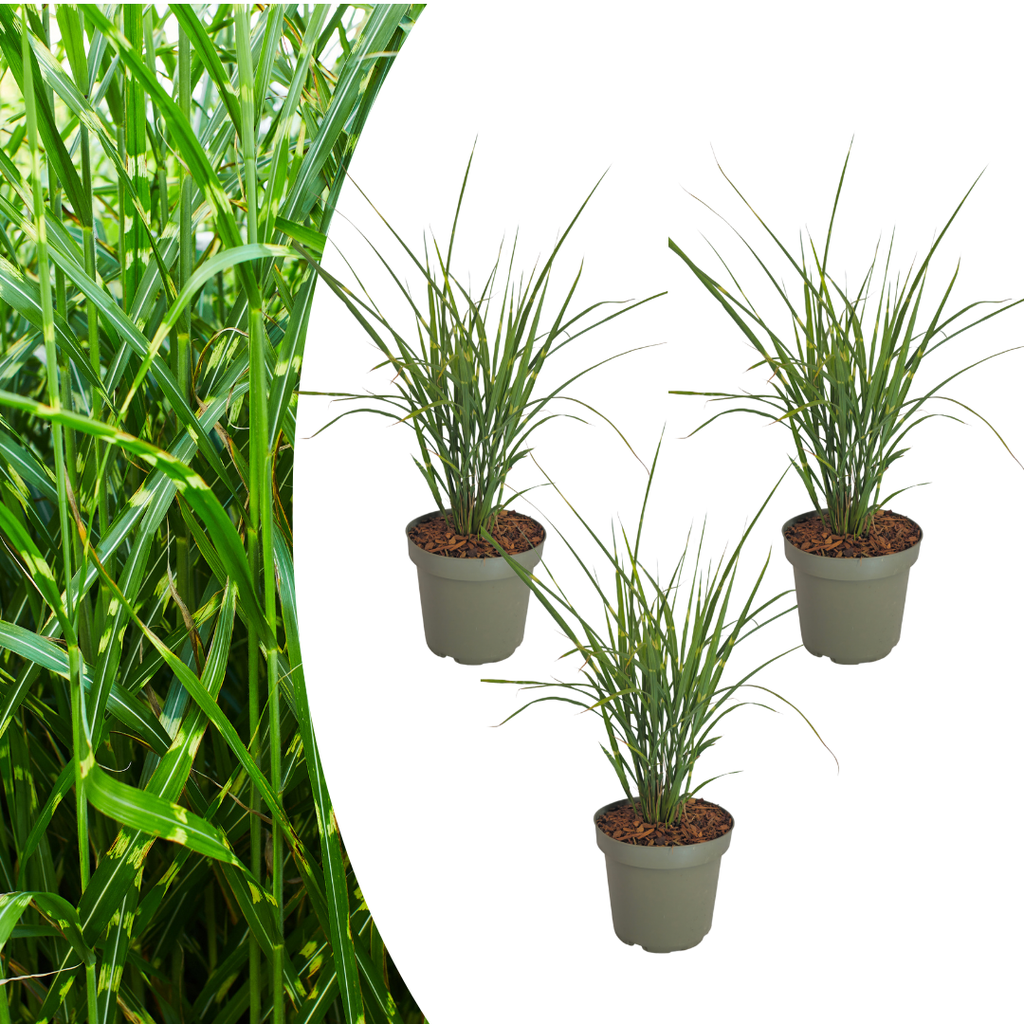 3x Miscanthus sinensis „Zebrinus“ – Auffälliges Zebragras mit dekorativ gestreiftem Blatt | Topfgröße 12 cm