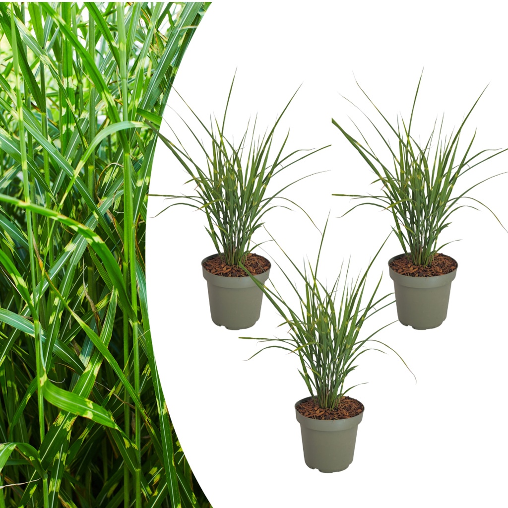 Chinaschilf 'Zebrinus' 3er-Set (Miscanthus sinensis) – winterhartes Ziergras