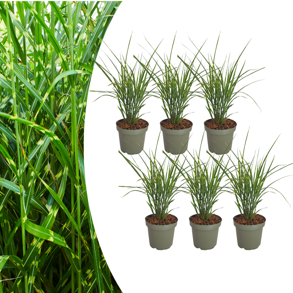 6x Miscanthus sinensis „Zebrinus“ – Auffälliges Zebragras mit dekorativ gestreiftem Blatt | Topfgröße 12 cm