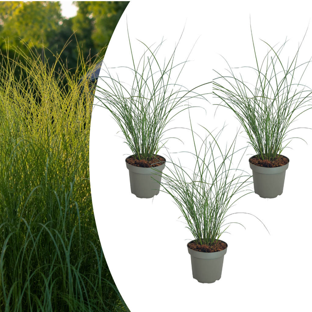 3x Miscanthus sinensis ‚Gracillimus‘ – Elegantes Prachtgras mit anmutig herabhängenden Blättern | Topfgröße 12 cm