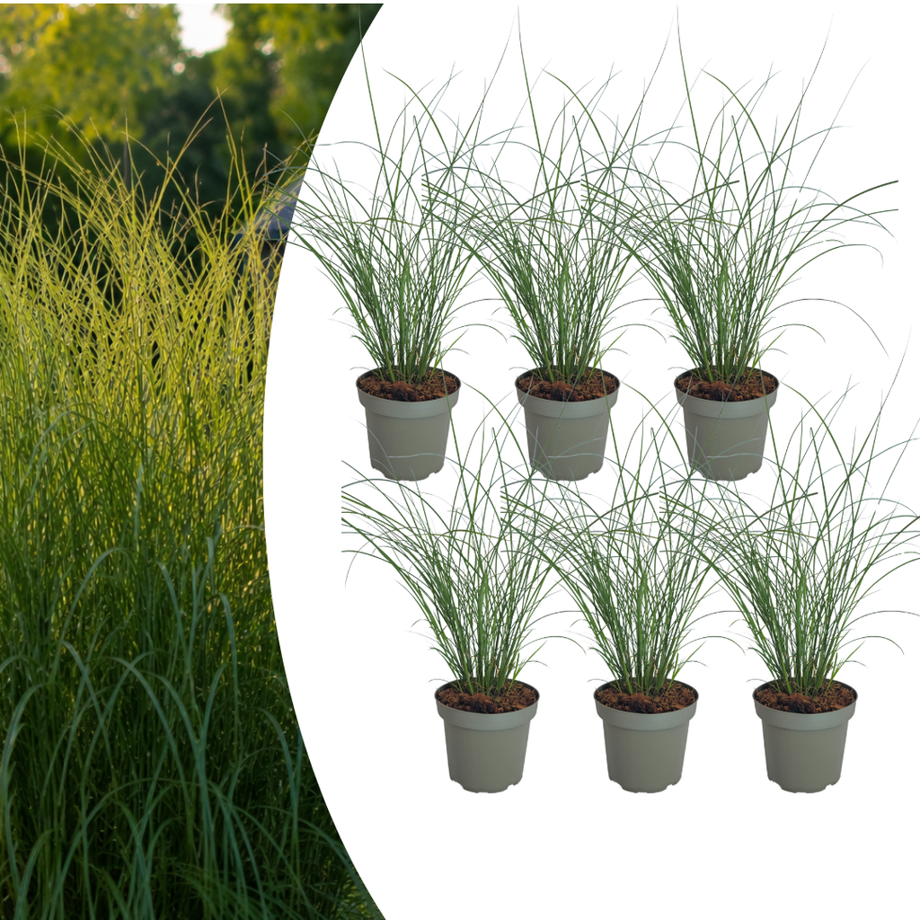 6x Miscanthus sinensis ‚Gracillimus‘ – Elegantes Prachtgras mit anmutig herabhängenden Blättern | Topfgröße 12 cm