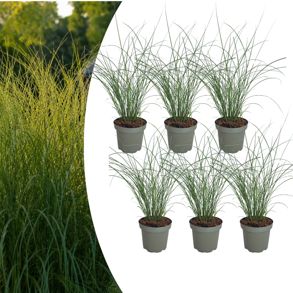 Chinaschilf 'Gracillimus' 6er-Set (Miscanthus sinensis) – winterhartes Ziergras
