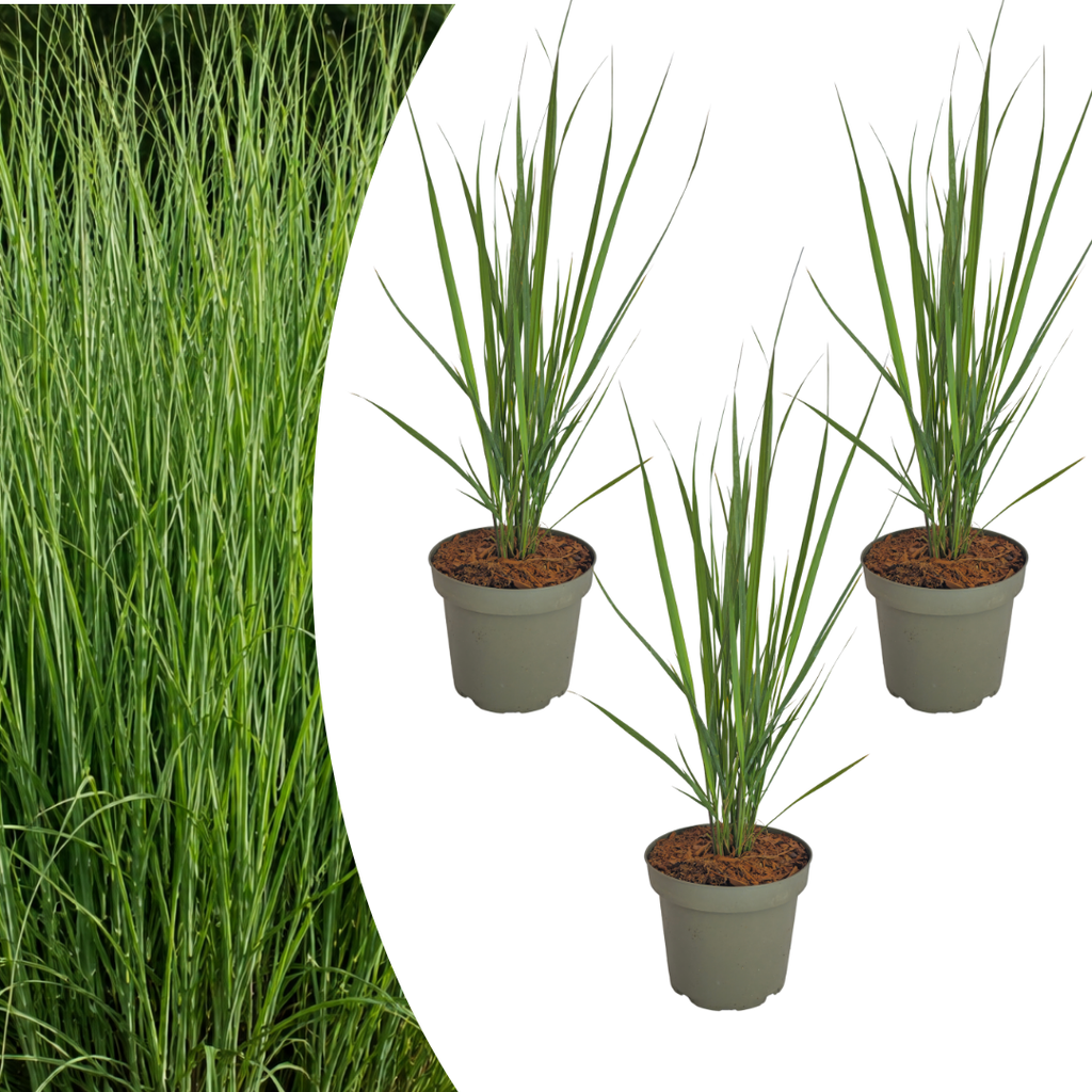 3x Panicum virgatum „Northwind“ – Kräftig aufragendes Ziergras mit schlanker Wuchsform | Topfgröße 12 cm