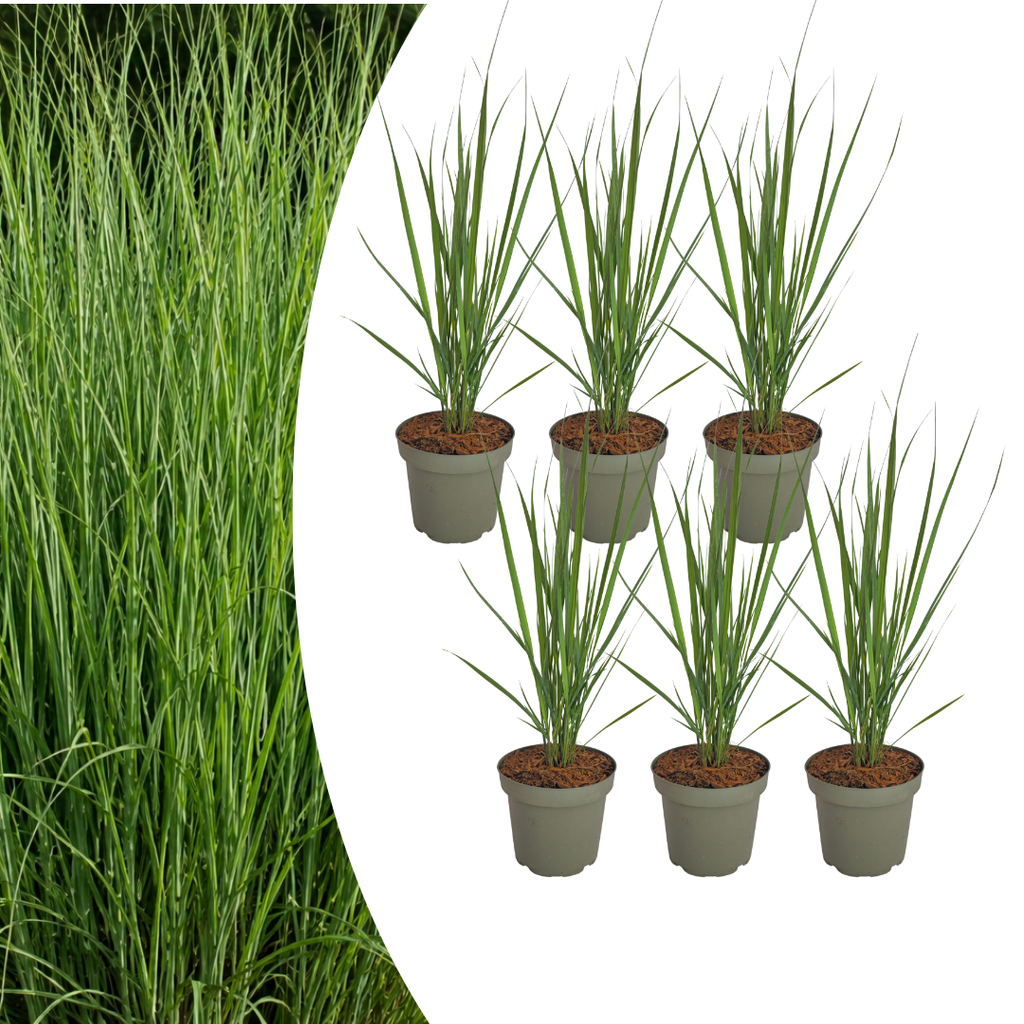 6x Panicum virgatum „Northwind“ – Kräftig aufragendes Ziergras mit schlanker Wuchsform | Topfgröße 12 cm