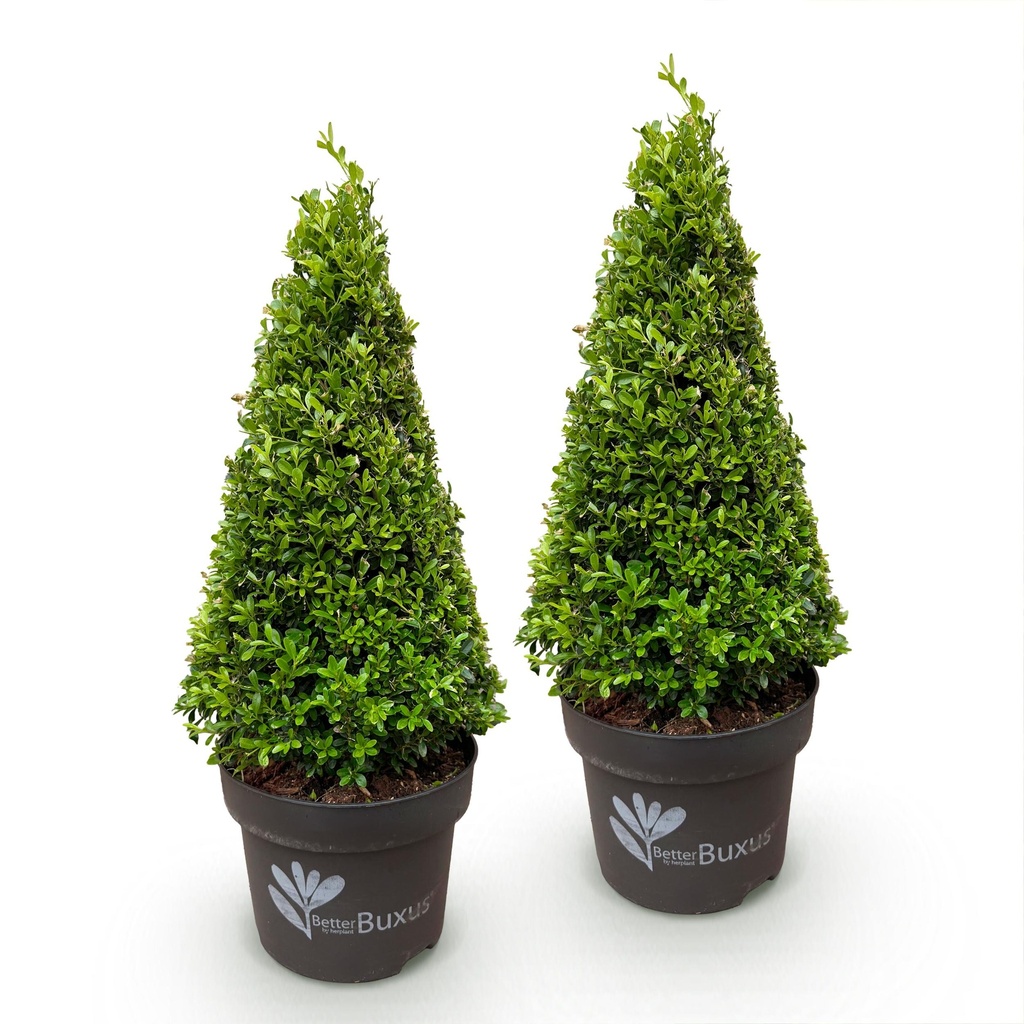 Buchsbaum Pyramide - BetterBuxus Skylight - Widerstandsfähig gegen die Buxuskrankheit - 2 Pflanze - Topf 23cm Höhe 60-70cm