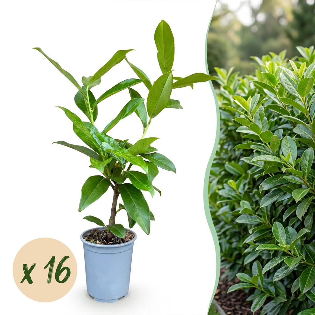 16x Prunus laur. Novita - Lorbeer-Kirsche - Heckenpflanzen - Immergrün - Grün - Topf 9cm - Höhe 25-35cm