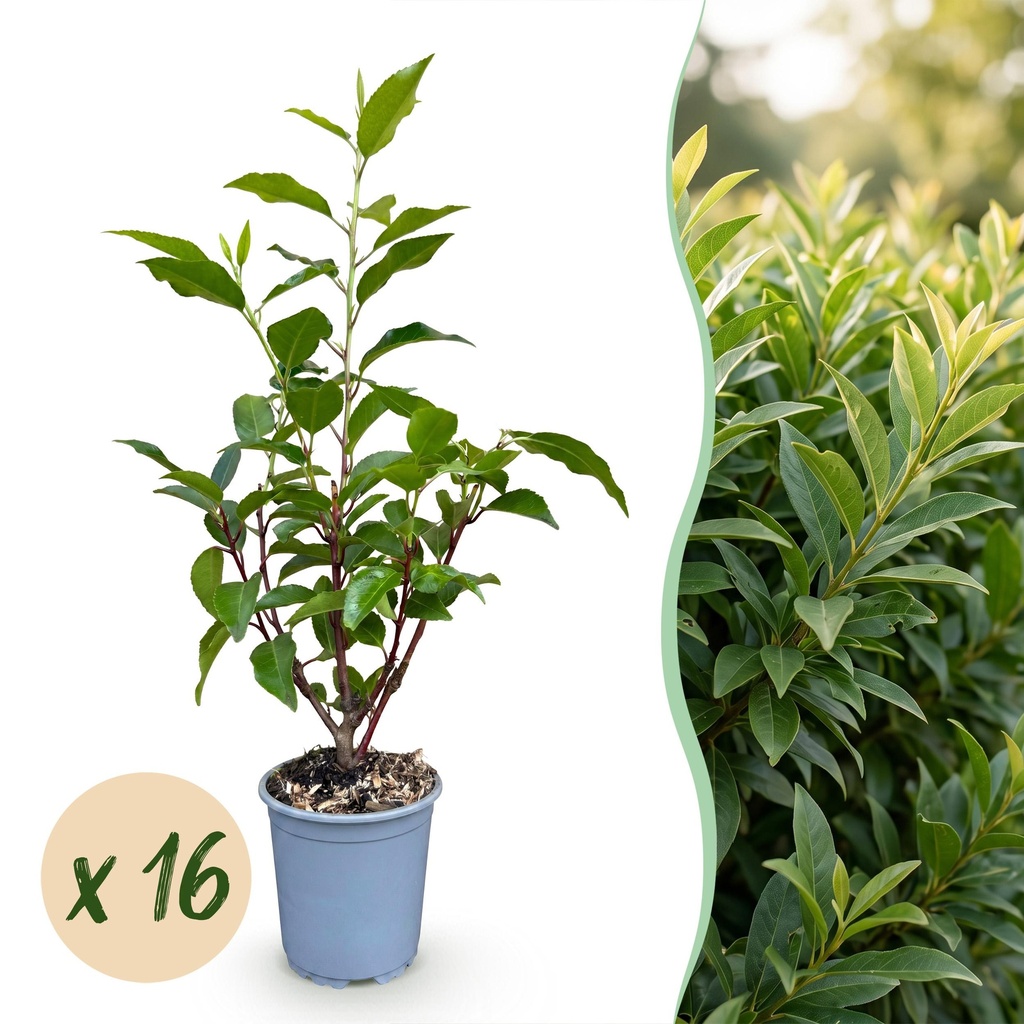 16x Prunus lusitanica Angustifolia - Portugiesischer Lorbeer - Heckenpflanzen - Immergrün - Grün - Topf 9cm - Höhe 25-35cm