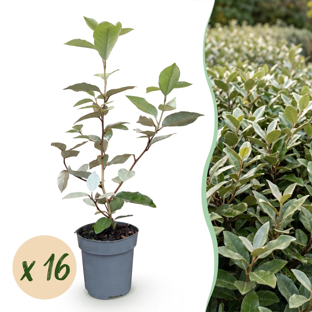 16x Eleagnus ebbingei Compacta - Ölweide - Heckenpflanzen - Immergrün - Grau - Topf 9cm - Höhe 25-35cm