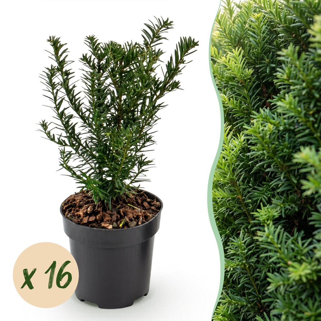 16x Taxus baccata - Eibe - Heckenpflanzen - Immergrün - Grün - Topf 9cm - Höhe 20-30cm
