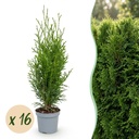 Smaragd-Lebensbaum 16er-Set (Thuja occidentalis) – winterhartes Nadelgehölz, Höhe ca. 9 cm