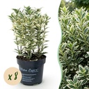 Japanischer Spindelstrauch 8er-Set (Euonymus japonicus) – winterharter immergrüner Strauch, Höhe ca. 9 cm