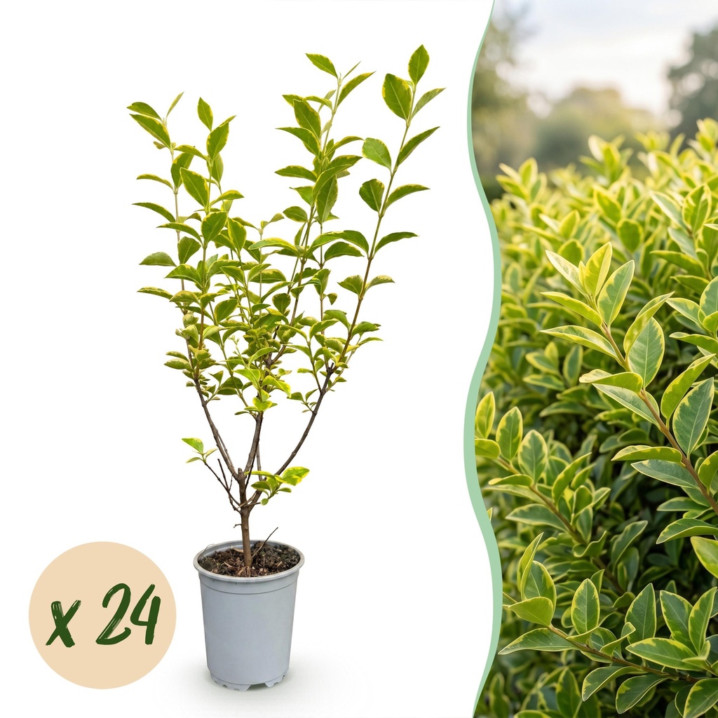 24x Ligustrum ovalifolium Aureum - Buntblättriger Liguster - Heckenpflanzen - Immergrün - Bunt - Topf 9cm - Höhe 35-45cm