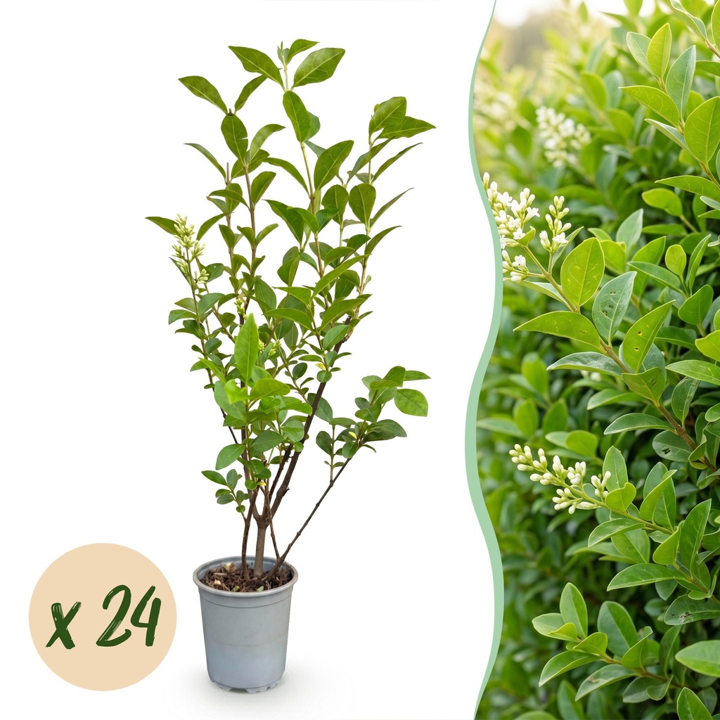 24x Ligustrum ovalifolium - Gewöhnlicher Liguster - Heckenpflanzen - Immergrün - Grün - Topf 9cm - Höhe 35-45cm