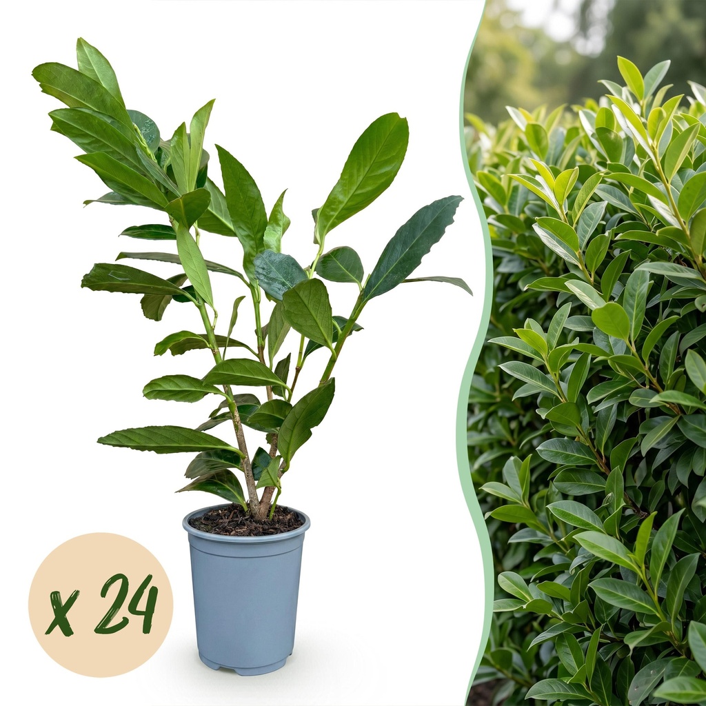 24x Prunus laur. Caucasica - Lorbeer-Kirsche - Heckenpflanzen - Immergrün - Grün - Topf 9cm - Höhe 25-35cm