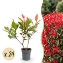 24x Photinia fraseri Little Red Robin - Glanzmispel - Heckenpflanzen - Immergrün - Rot - Topf 9cm - Höhe 25-35cm