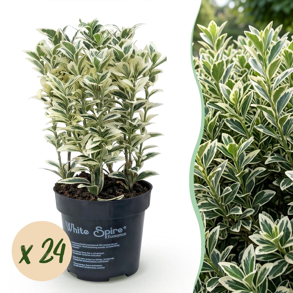 24x Euonymus japonicus White Spire - Kardinalskappen - Heckenpflanzen - Immergrün - Weiß - Grün - Topf 9cm - Höhe 20-30cm
