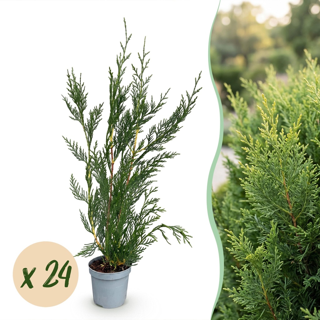 24x Cupressocyparis leylandii 2011 - Leylandii - Heckenpflanzen - Immergrün - Grün - Topf 9cm - Höhe 30-40cm
