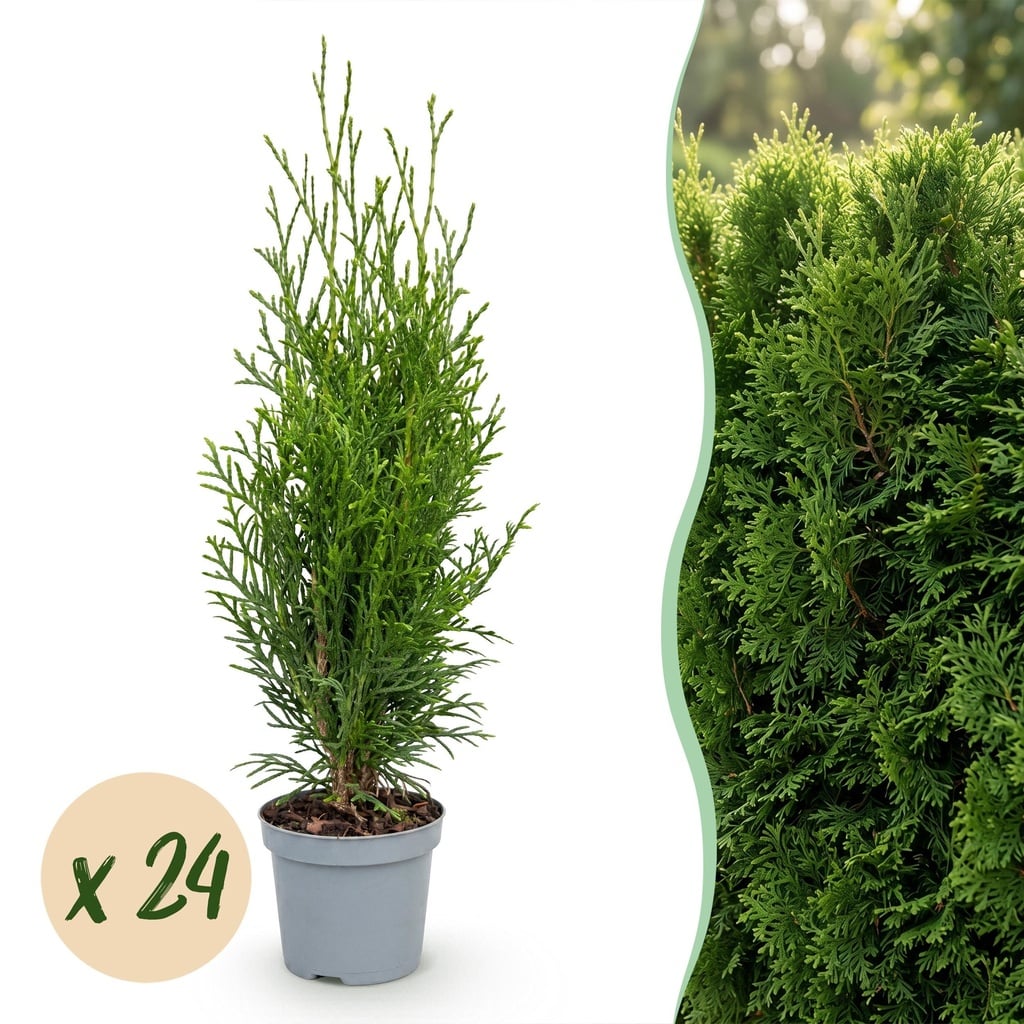24x Thuja occidentalis Smaragd - Lebensbaum - Heckenpflanzen - Immergrün - Grün - Topf 9cm - Höhe 20-30cm