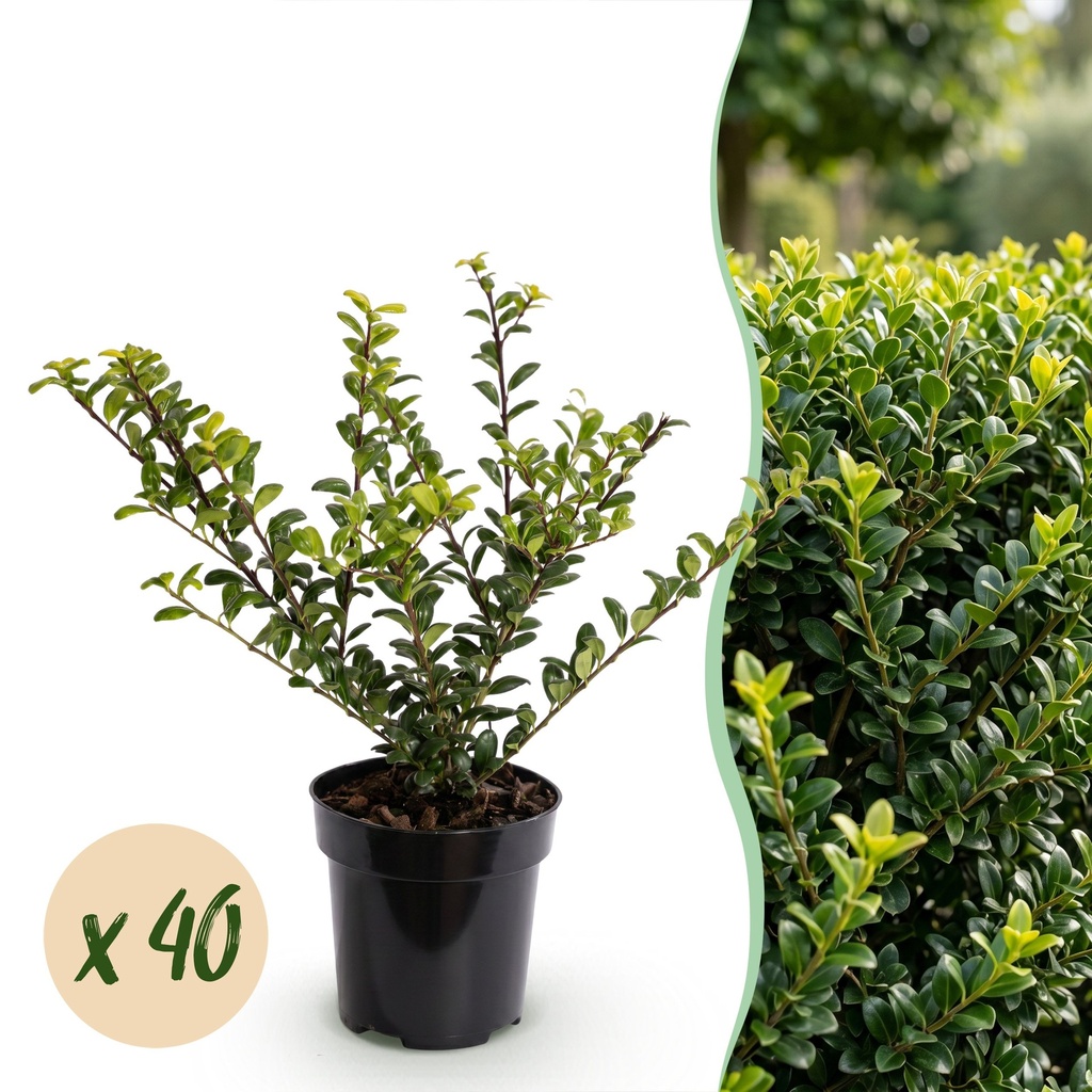 40x Ilex crenata Covenxa - Japanische Stechpalme - Heckenpflanzen - Immergrün - Grün - Topf 9cm - Höhe 20-30cm