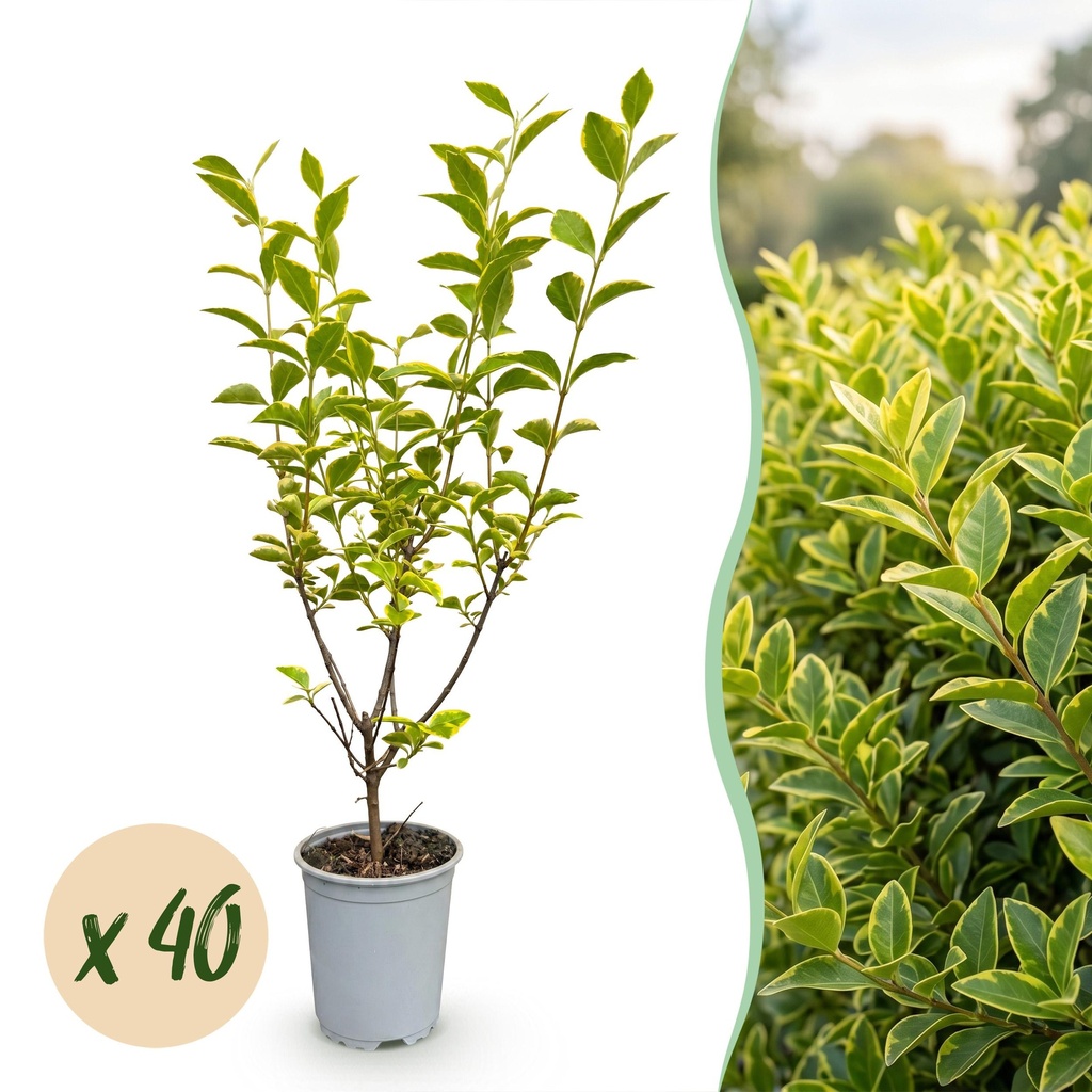 40x Ligustrum ovalifolium Aureum - Buntblättriger Liguster - Heckenpflanzen - Immergrün - Bunt - Topf 9cm - Höhe 35-45cm