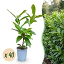 Kirschlorbeer 40er-Set (Prunus laurocerasus) – winterharter, immergrüner Strauch, Höhe ca. 9 cm