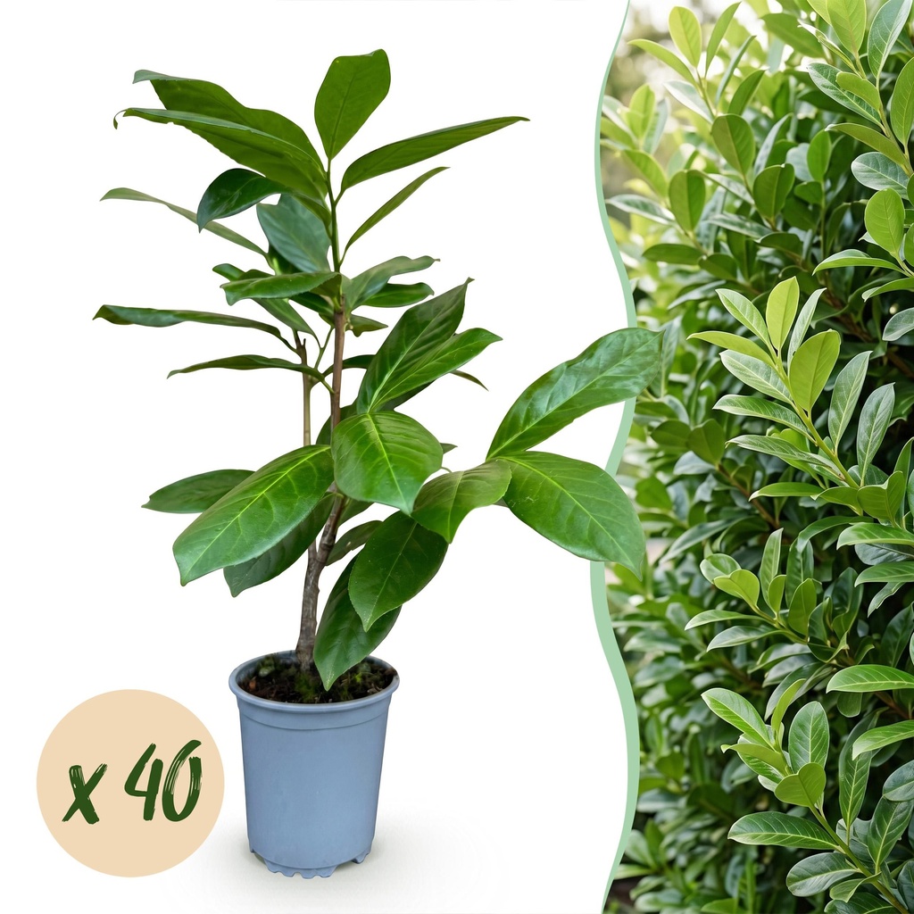 40x Prunus laur. Rotundifolia - Lorbeer-Kirsche - Heckenpflanzen - Immergrün - Grün - Topf 9cm - Höhe 25-35cm