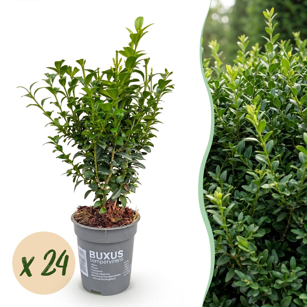 24x Buxus sempervirens - Palmenbäumchen - Heckenpflanzen - Immergrün - Grün - Topf 9cm - Höhe 20-25cm