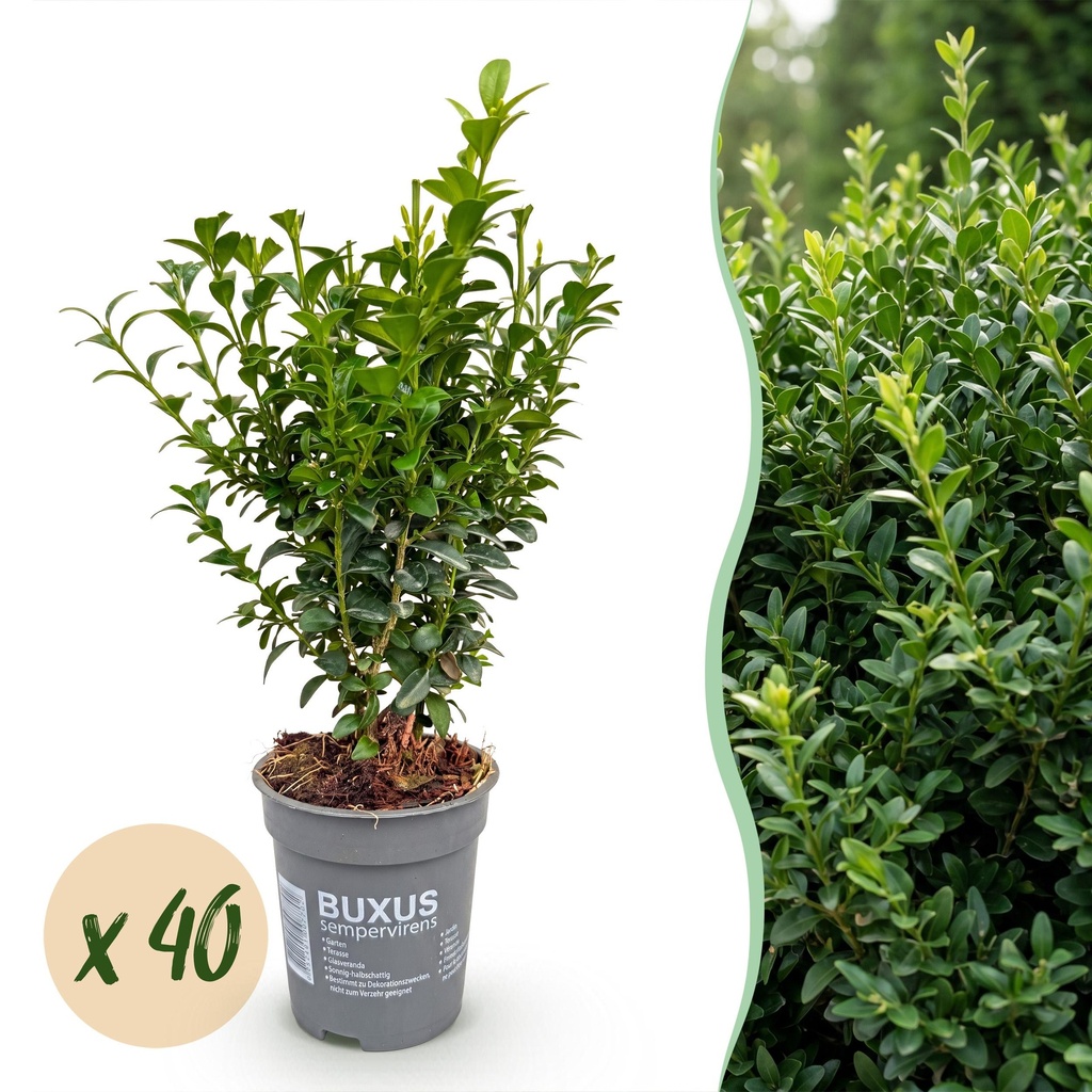 40x Buxus sempervirens - Palmenbäumchen - Heckenpflanzen - Immergrün - Grün - Topf 9cm - Höhe 20-25cm