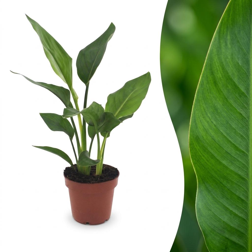 Strelitzia Reginea - Paradiesvogelblume - 1 Pflanze - Topf 12cm - Höhe - 35cm
