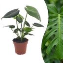 Fensterblatt (Monstera deliciosa) – pflegeleichte Zimmerpflanze, Höhe ca. 12 cm