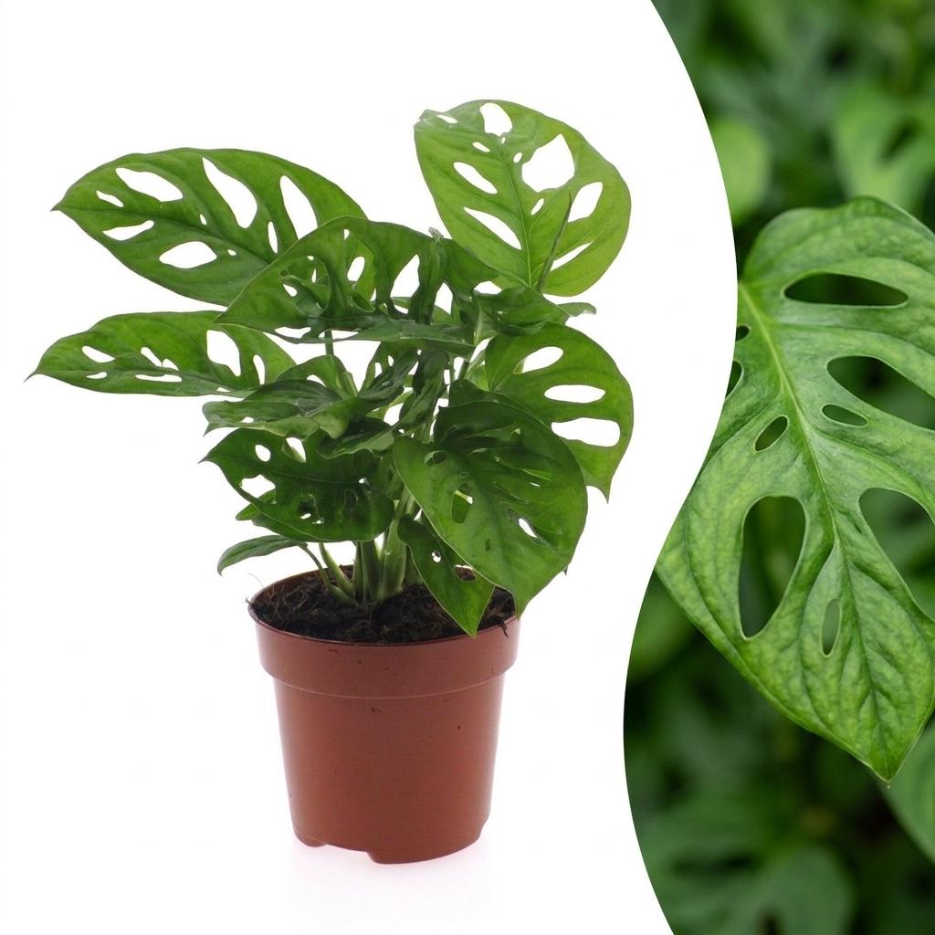 Monstera Adansonii - Monstera Adansonii - 1 Pflanze - Topf 12cm - Höhe - 25cm