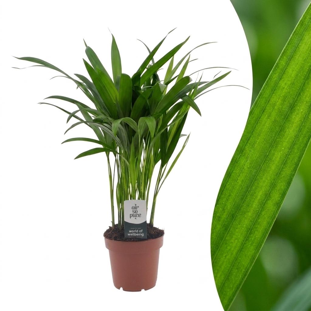 Areca Lutescens - Goldfruchtpalme - 1 Pflanze - Topf 12cm - Höhe - 45cm