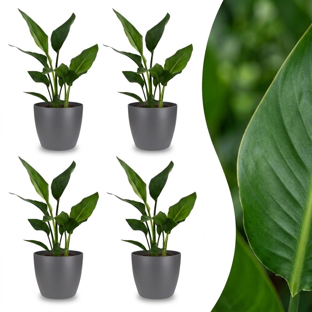 Strelitzia Reginea - Paradiesvogelblume - 4 Pflanzen - mit Potter Grijs - Topf 12cm - Höhe 35cm
