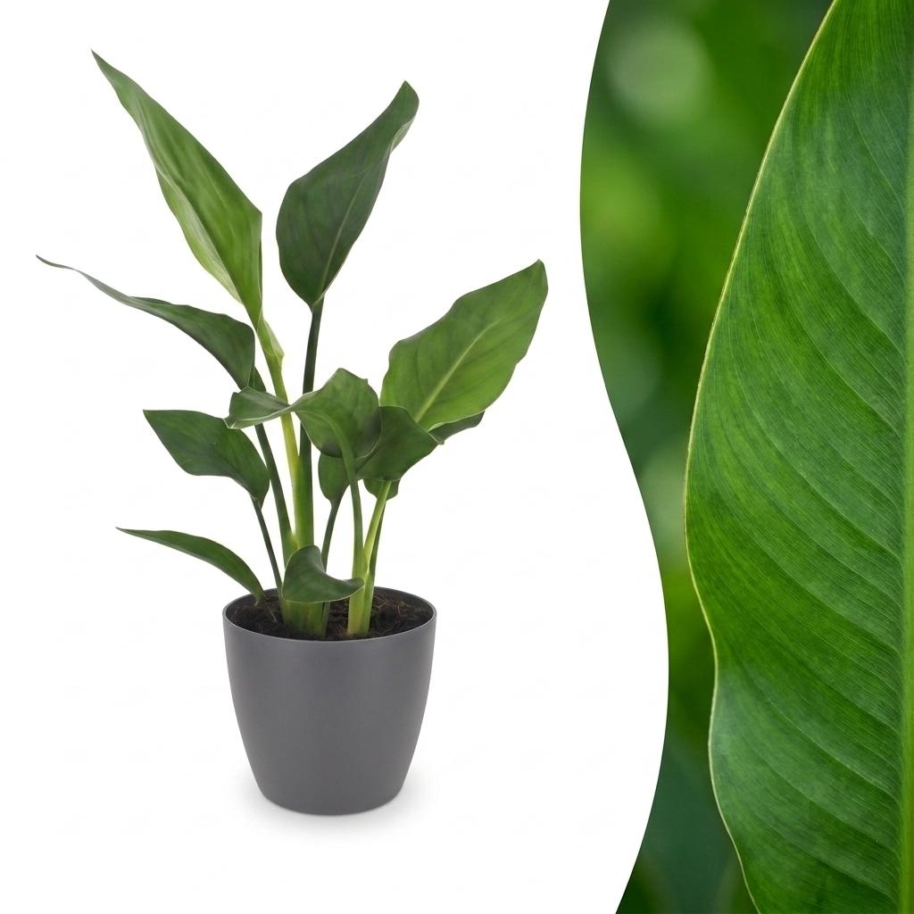 Strelitzia Reginea - Paradiesvogelblume - 1 Pflanze - mit Potter Grau - Topf 12cm - Höhe - 35cm