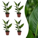 Paradiesvogelblume (Strelitzia reginae) – pflegeleichte Zimmerpflanze, Höhe ca. 12 cm