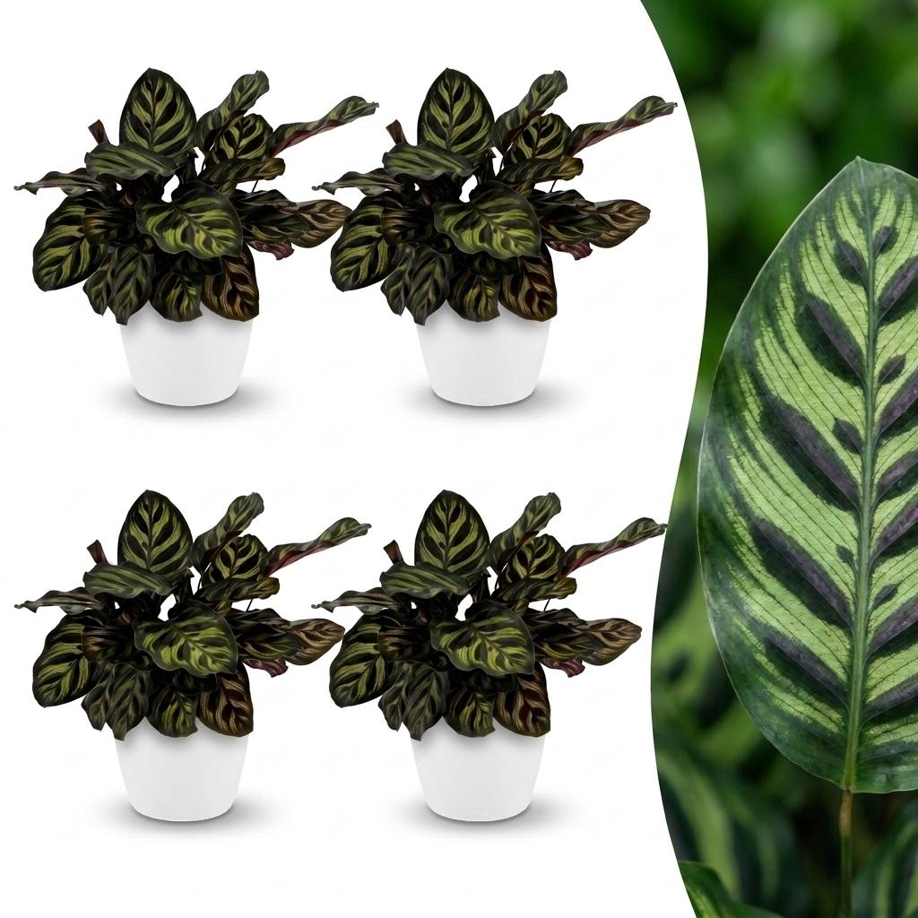 Calathea Makoyana - Pfauenpflanze - 4 Pflanzen - mit Potter Wit - Topf 12cm - Höhe - 25cm