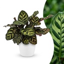 Pfauenkorbmarante (Calathea makoyana) – pflegeleichte Zimmerpflanze, Höhe ca. 12 cm