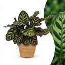 Pfauenkorbmarante (Calathea makoyana) – pflegeleichte Zimmerpflanze, im Dekokorb, Höhe ca. 12 cm