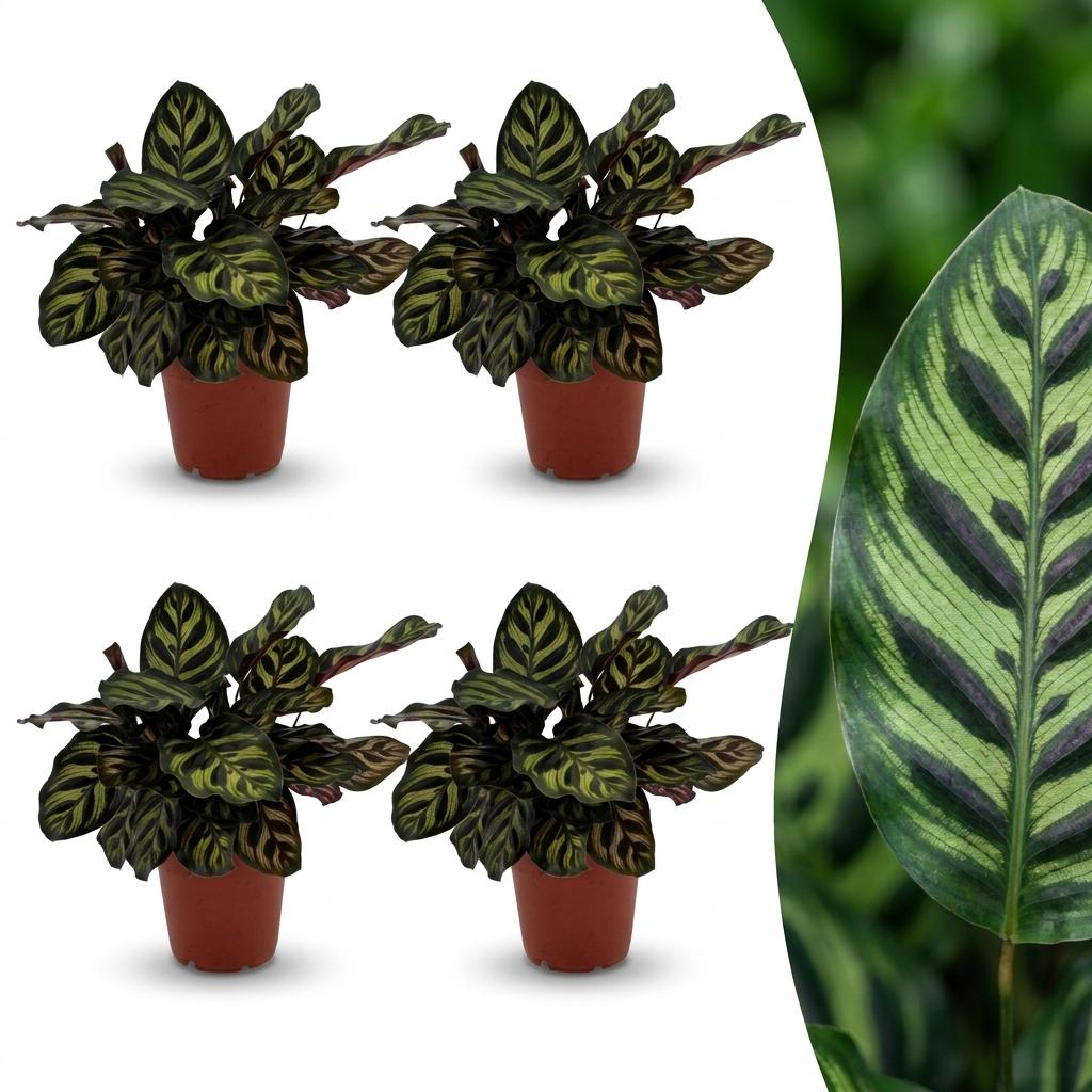 Calathea Makoyana - Pfauenpflanze - 4 Pflanzen - Topf 12cm - Höhe - 25cm
