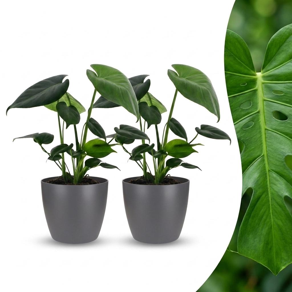 Monstera Deliciosa - Fensterblatt - 2 Pflanzen - mit Grau Topf - Topf 12cm - Höhe 30cm