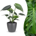 Fensterblatt (Monstera deliciosa) – pflegeleichte Zimmerpflanze, Höhe ca. 12 cm