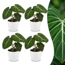 Philodendron gloriosum (Philodendron gloriosum) – pflegeleichte Zimmerpflanze, Höhe ca. 12 cm