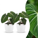 Philodendron gloriosum (Philodendron gloriosum) – pflegeleichte Zimmerpflanze, Höhe ca. 12 cm