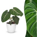 Philodendron gloriosum (Philodendron gloriosum) – pflegeleichte Zimmerpflanze, Höhe ca. 12 cm